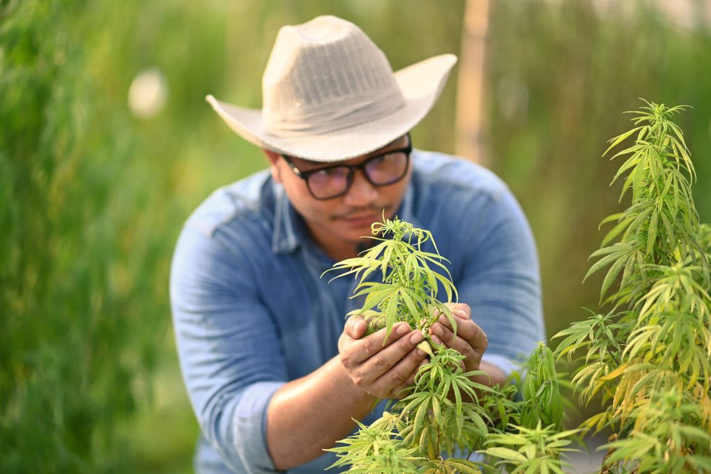 cannabis cultivator