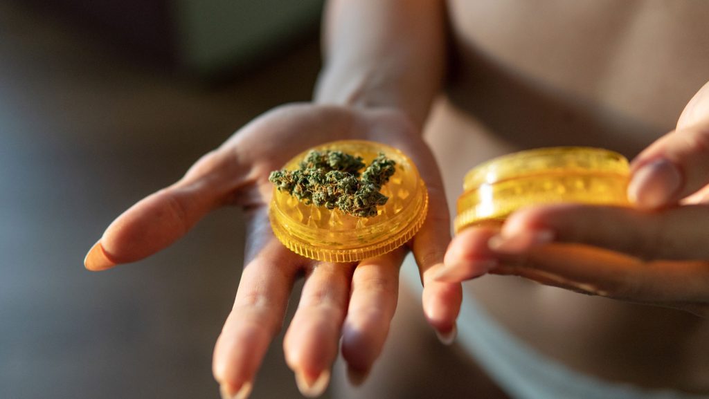 cannabis flower in grinder