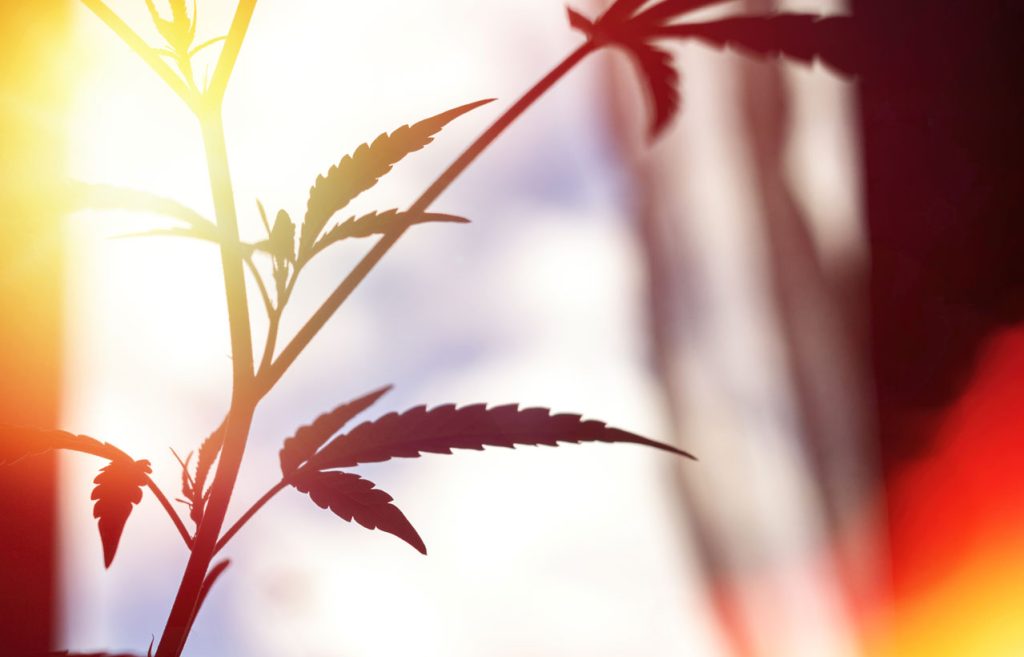 cannabis plant growing sunlight