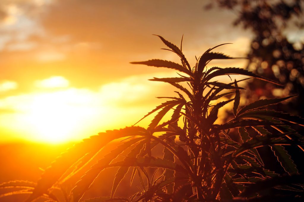 cannabis plant sunset