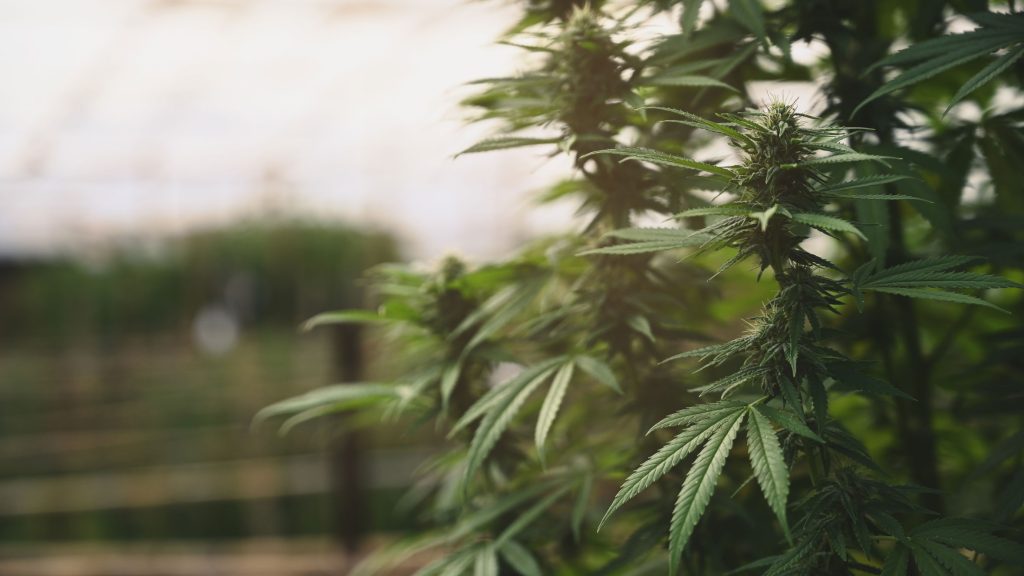 cannabis growing greenhouse