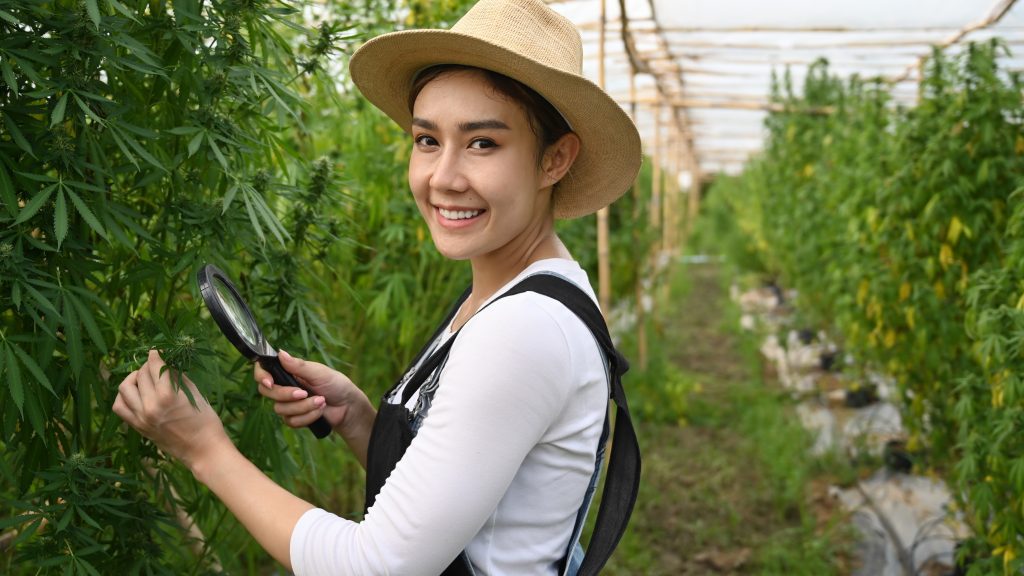 woman inspecting cannabis cultivar grow
