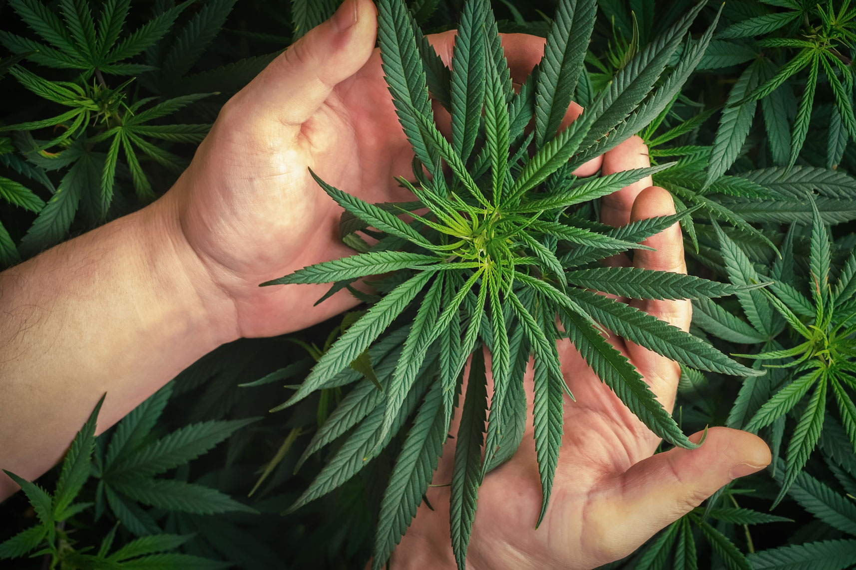 cannabis plant hands