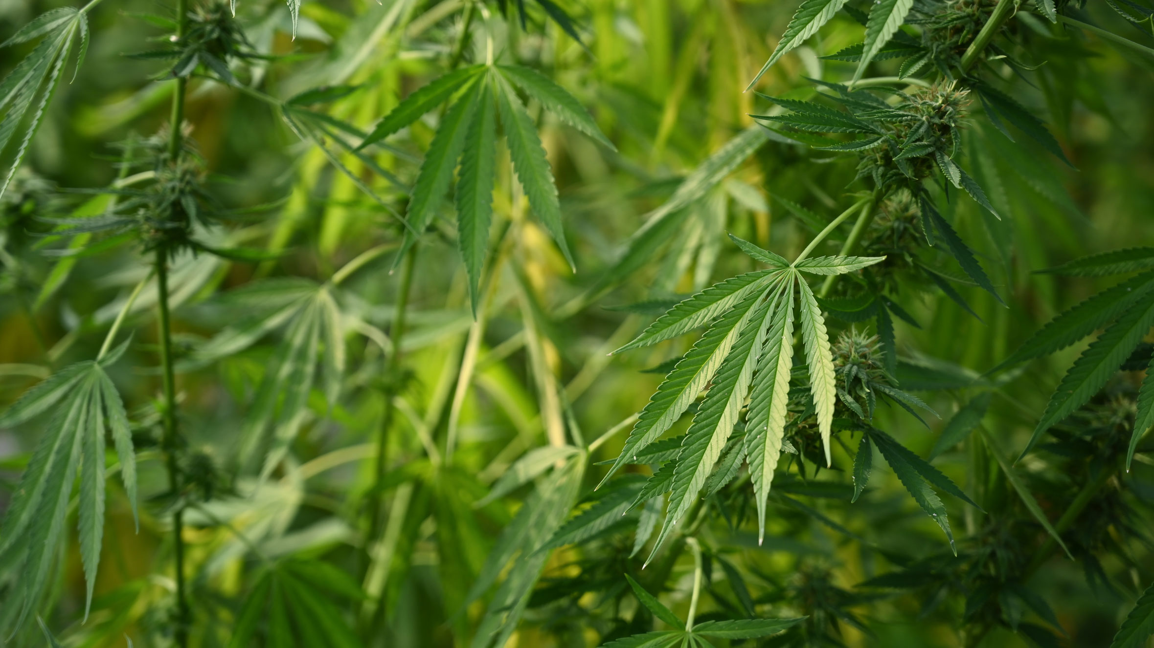 marijuana plants