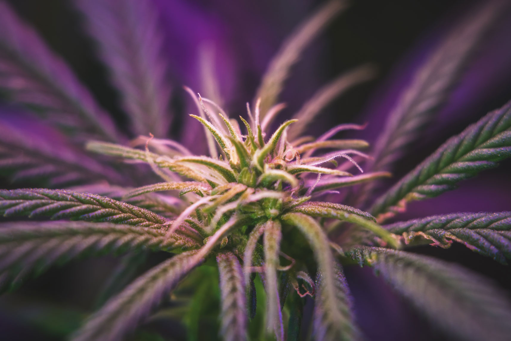 indica cannabis plant purple