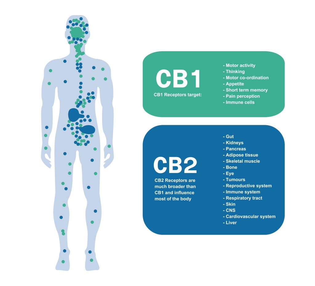 cb1 and cb2 receptors 
