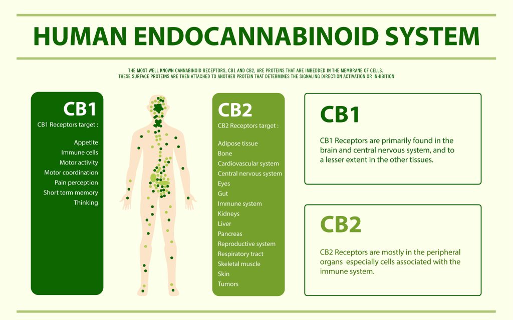 Human cannabinoid system horizontal infographic, healthcare and medical illustration about cannabis