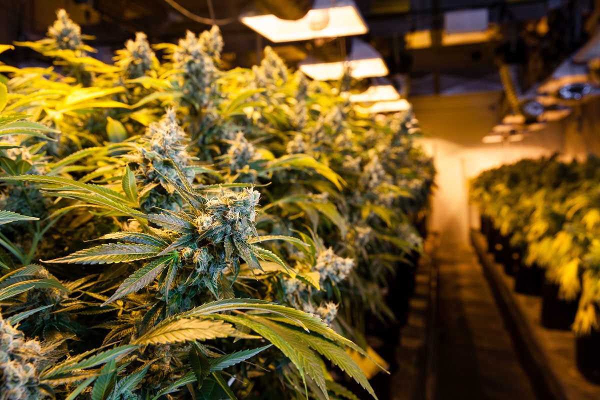 At Peake ReLeaf, we’re committed to working with highly reputable and licensed Maryland cultivators who are producing and cultivating at that “premium” level.