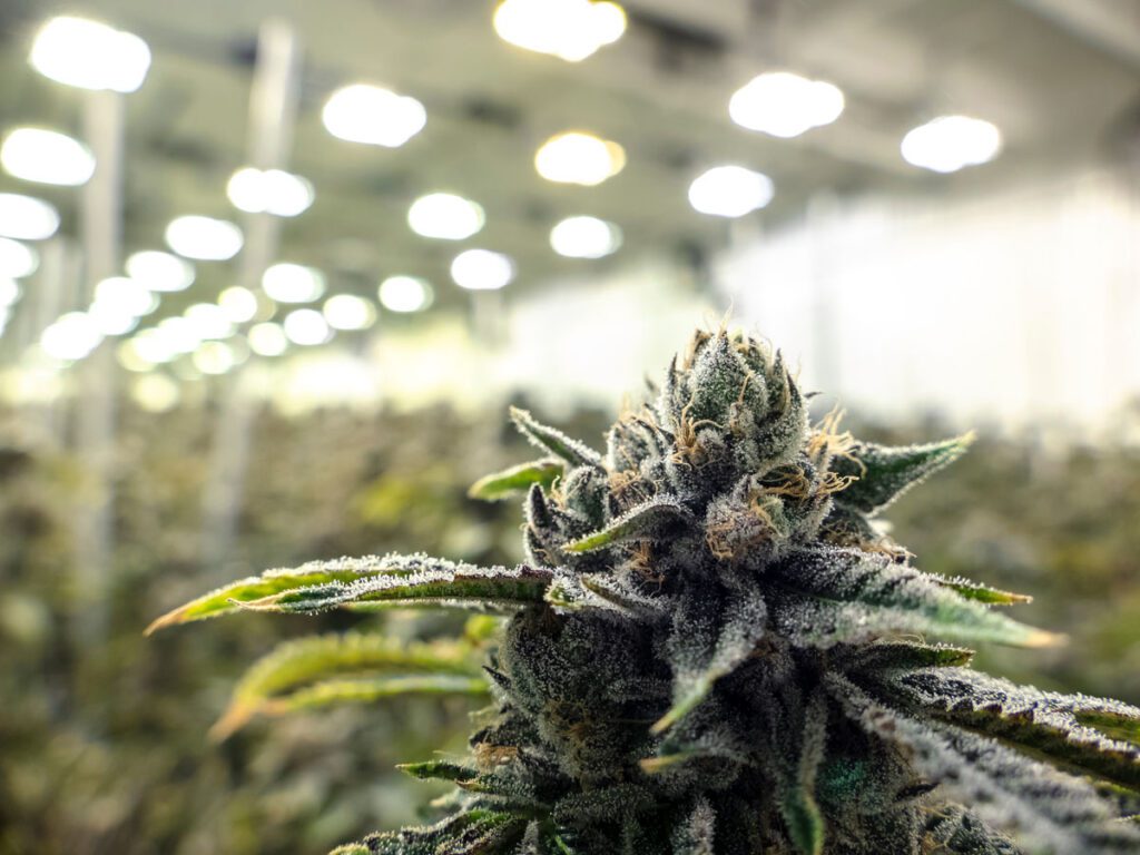 Discover premium cannabis in Maryland at Peake ReLeaf. From seed to sale, explore high-quality, locally grown products you can trust.