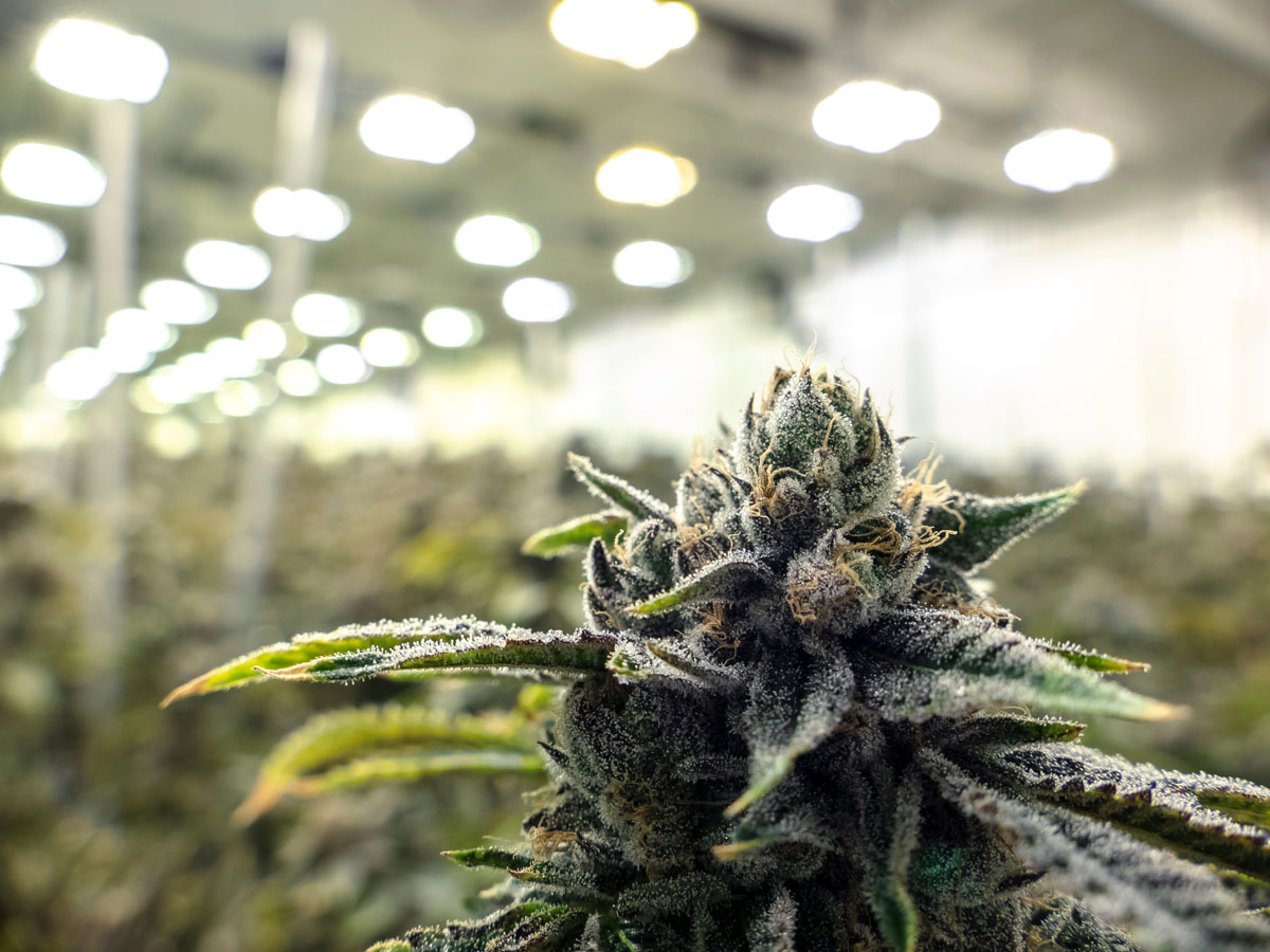 Discover premium cannabis in Maryland at Peake ReLeaf. From seed to sale, explore high-quality, locally grown products you can trust.