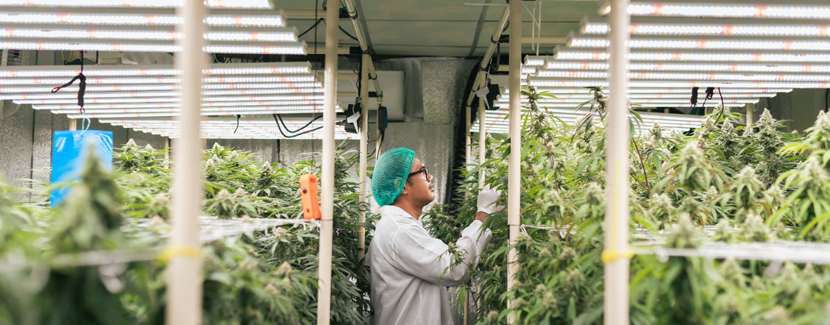 Growers often work to balance factors like aroma, harvest yield, and bud structure when selecting and developing genetics.