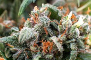 Maryland does not get the same recognition as Northern California when it comes to cannabis cultivation, but it probably should.