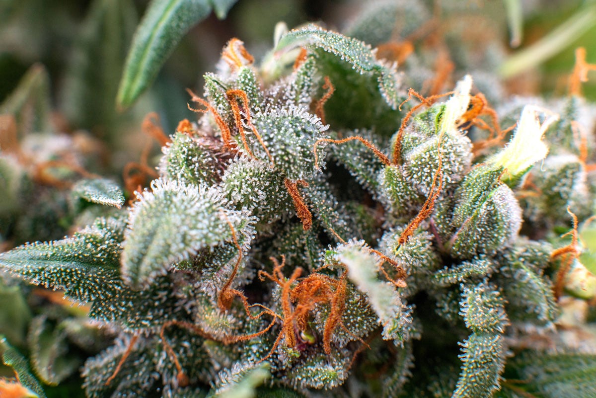 Maryland does not get the same recognition as Northern California when it comes to cannabis cultivation, but it probably should.