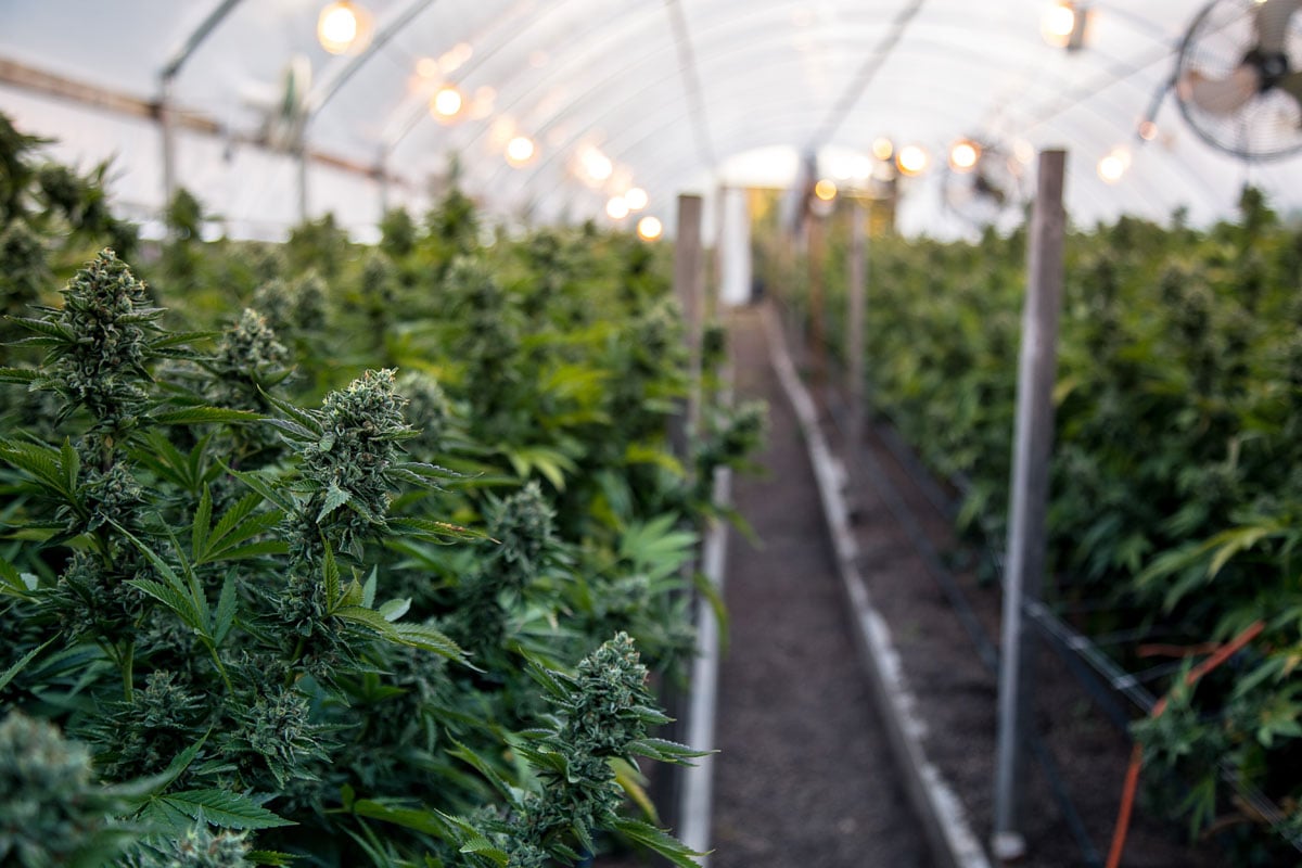 The human side of Maryland farming is worth noting too. Eighty-one percent of Maryland farms are family-owned, and close to 200 are certified organic.